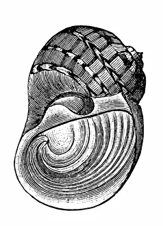 The Magical World of Illustration Gallery: Antique Engravings of Sea Seashells and Fossils Collection