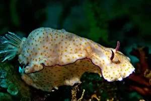 Sea Slug -Risbecia pulchella-, Gulf of Oman, Oman