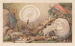 Images Dated 20th July 2015: Sea snails, lithograph, published in 1868