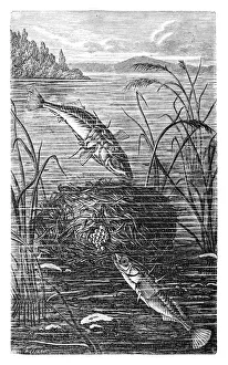 Images Dated 31st August 2016: Sea stickleback (Gasterosteus leirus)