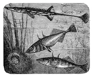 Black Color Prints: Sea stickleback (gasterosteus spinachia) and Gasterosteus aculeatus aculeatus
