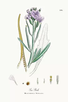 Images Dated 27th September 2017: Sea Stock, Matthiola Sinuata, Victorian Botanical Illustration, 1863