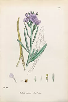 Images Dated 18th January 2017: Sea Stock, Matthiola Sinuata, Victorian Botanical Illustration, 1863