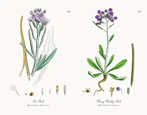 Sea Stock, Matthiola Sinuata, Victorian Botanical Illustration, 1863