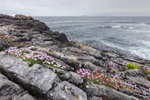 Clare Prints: Sea Thrift (Armeria maritima), coast near Lisdoonvarna