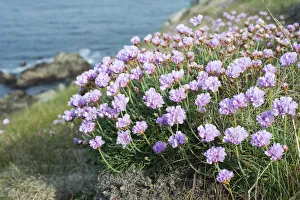 Images Dated 6th April 2012: Sea thrift or Sea Pink -Armeria maritima- above the sea, Cape Pointe de Corsen