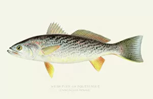 Images Dated 16th July 2016: Sea trout illustration 1898