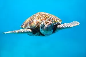 Images Dated 24th April 2011: Sea turtle close up