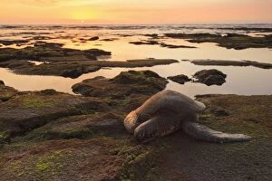 Images Dated 19th February 2012: Sea turtle on mossy rocks