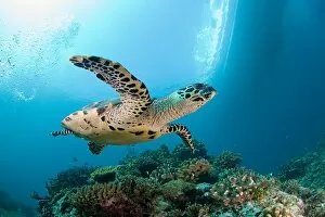 Images Dated 16th March 2009: Sea turtle near coral reef