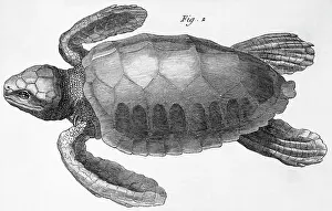 Turtle Prints: Sea Turtle In Undated Engraving
