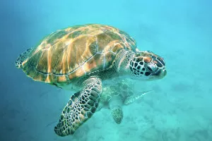 Tropical Gallery: Two sea turtles