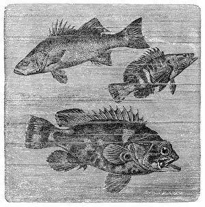 Images Dated 31st August 2016: Seabass (Labrax lupus), painted comber (Serranus scriba) und Atlantic wreckfish (Polyprion cernuum)