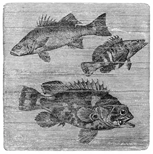 Sea Bass Prints: Seabass (Labrax lupus), painted comber (Serranus scriba) und Atlantic wreckfish (Polyprion cernuum)