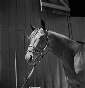 Huty25029 Prints: Seabiscuit