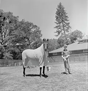 Huty25029 Prints: Seabiscuit