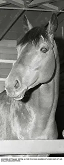 Racehorse Prints: Seabiscuit Inside Stall