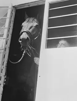 Inglewood Prints: Seabiscuit Being Transported Inside Van