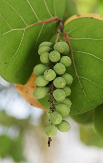 Nourishment Collection: Seagrape and Baygrape (Coccoloba uvifera), Dominican Republic, Caribbean