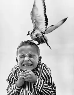 Gull Prints: Seagull Attacking Child's Head