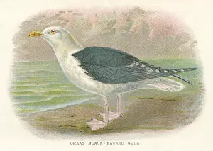 Images Dated 29th September 2017: Seagull birds from Great Britain 1897