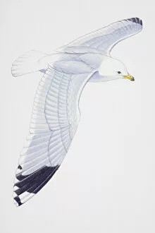 Seagull Gallery: Seagull in flight, illustration