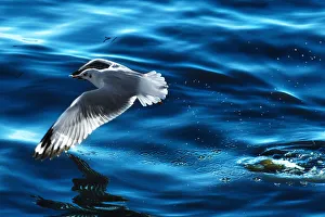 Thailand Gallery: A seagull flying