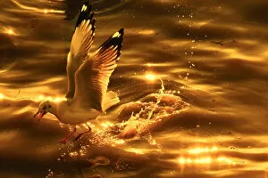 A seagull in golden tone