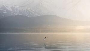 Seagull seizing over lake Van