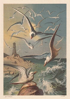 Seagull Gallery: Seagulls on a coast with lighthouse, lithograph, published in 1883