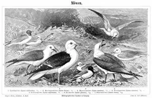 Images Dated 28th January 2015: Seagulls engraving 1897