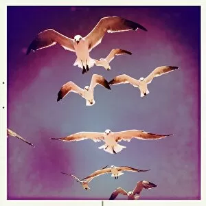 Images Dated 2nd August 2010: Seagulls in Flight