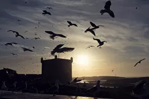 Images Dated 4th March 2014: Seagulls flying around old portuguese fortress, Skala Du Port, Essaouira, Morocco