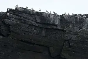 Laridae Prints: Seagulls on rocks, MoskenesAzA┼¥y, Lofoten, Norway, Scandinavia, Europe
