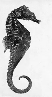 Seahorse Prints: Seahorse