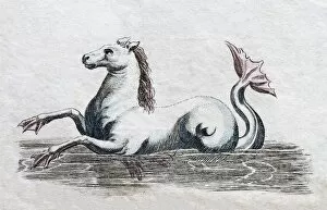 Images Dated 3rd July 2017: Seahorse, handcoloured copper engraving from Friedrich Justin Bertuch Picture book for children