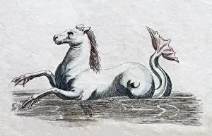 Animal Like Prints: Seahorse, handcoloured copper engraving from Friedrich Justin Bertuch Picture book for children