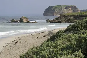 Seal Animal Prints: Seal Bay, Kangaroo Island, Australia