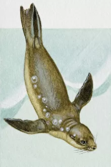 Vertical Image Gallery: Seal, diving
