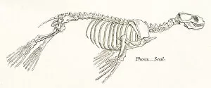 Images Dated 3rd April 2017: Seal skeleton engraving 1803