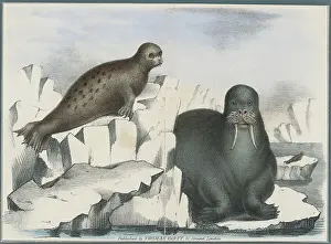 Walrus Prints: Seal and Walrus Basking on Ice Blocks