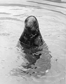 Seal on Watch