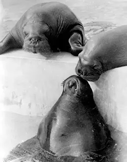 Three Seals