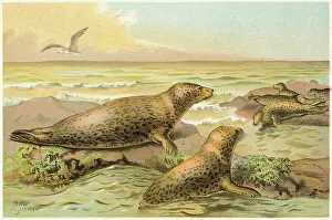 Seals Climbing on Rocks