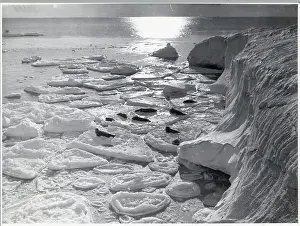 Antarctica Prints: Seals On Pancake Ice/Iceberg/Antarctic