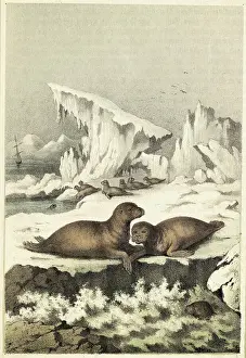 Seal Prints: Seals Walking on Land