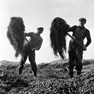 Roles And Oc Prints: Seaweed Harvest