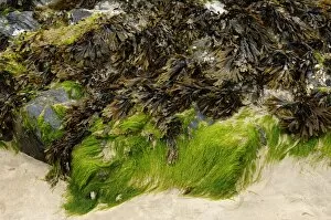 Seaweed on a rock in the harbour of Newquay, Cornwall, England, United Kingdom, Europe