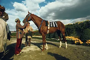 Secretariat the Horse Being Walked