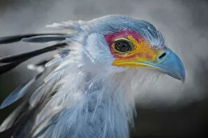 Beak Gallery: Secretary Bird Close-Up Portrait